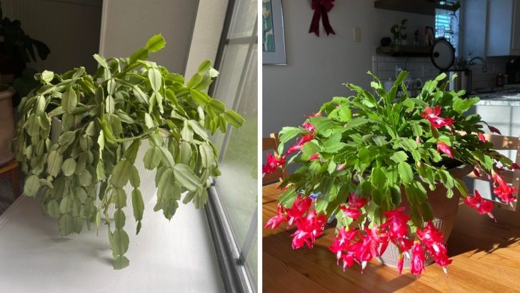 How to Save Your Fading Christmas Cactus Before It’s Too Late