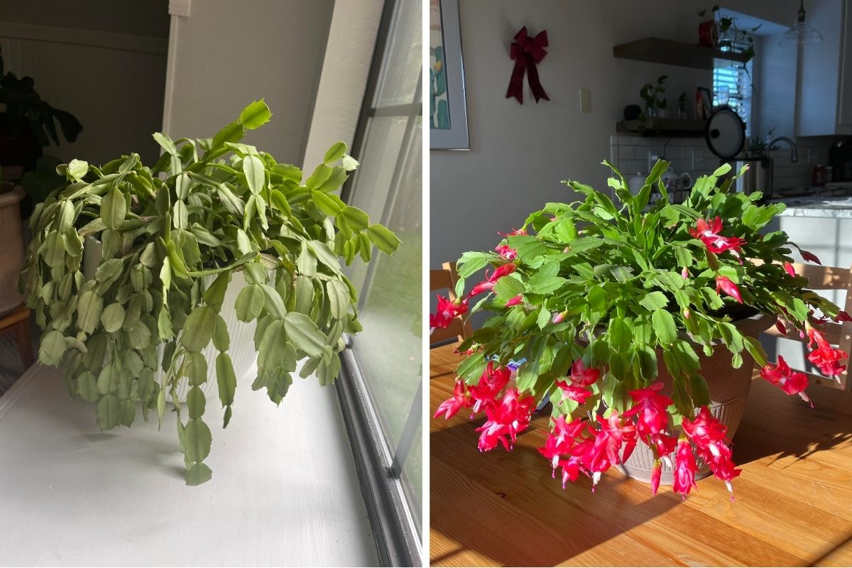 How to Save Your Fading Christmas Cactus Before It’s Too Late