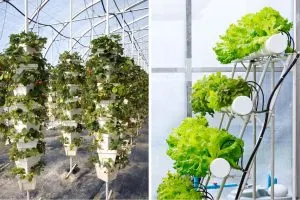 Hydroponics could help feed us in the future