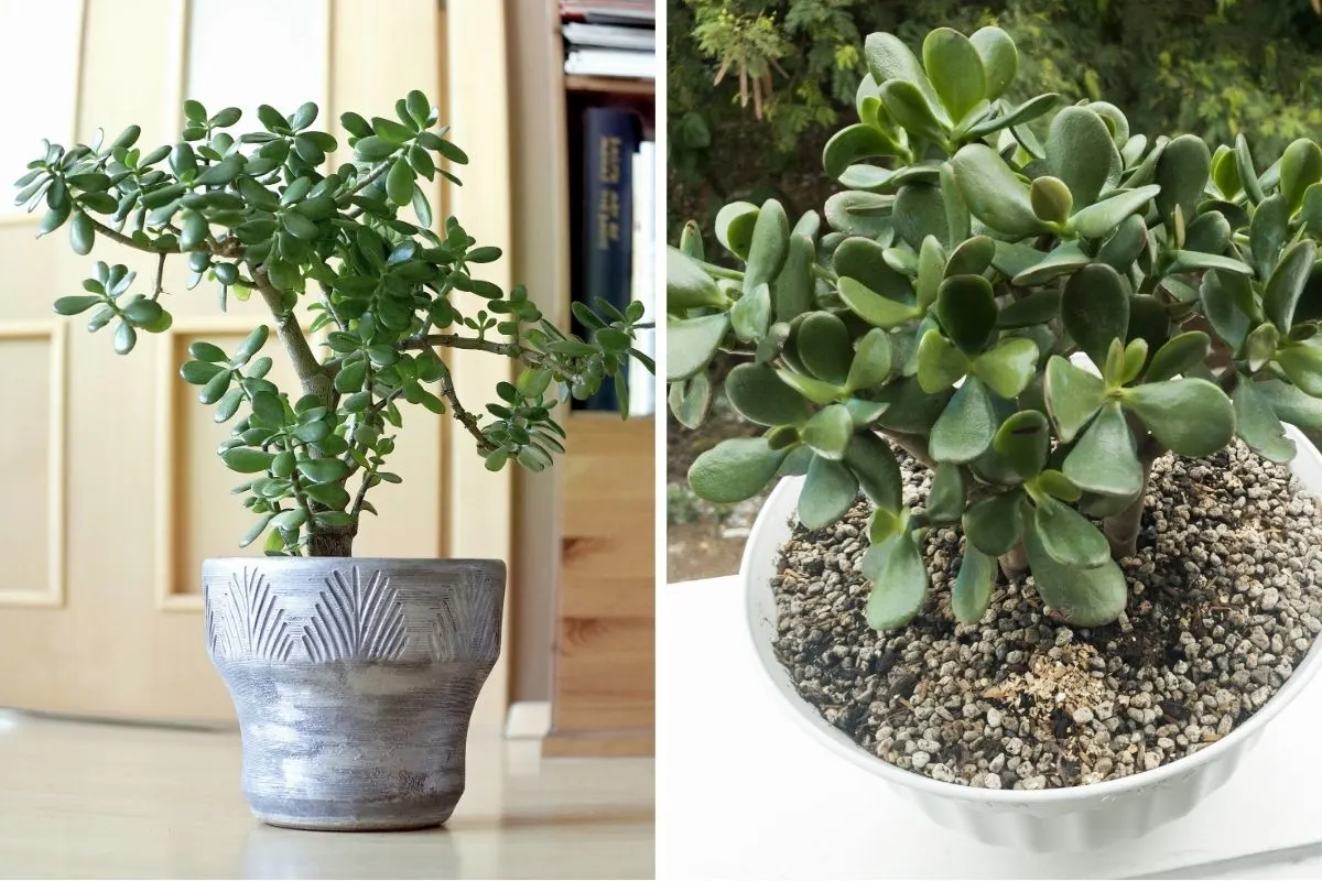 Jade Plant