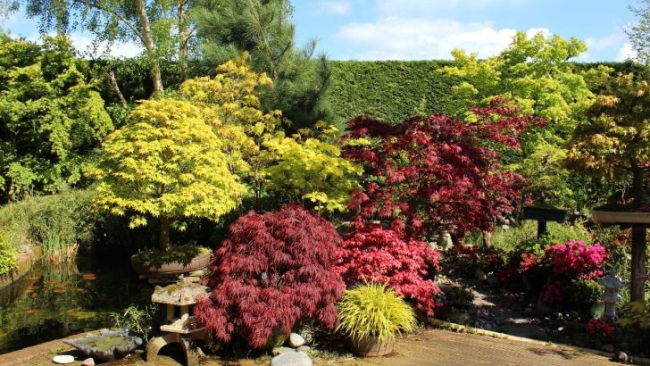 Grow Japanese Maple Bonsai Trees and Fill Your Mini Garden with Breathtaking Fall Colors