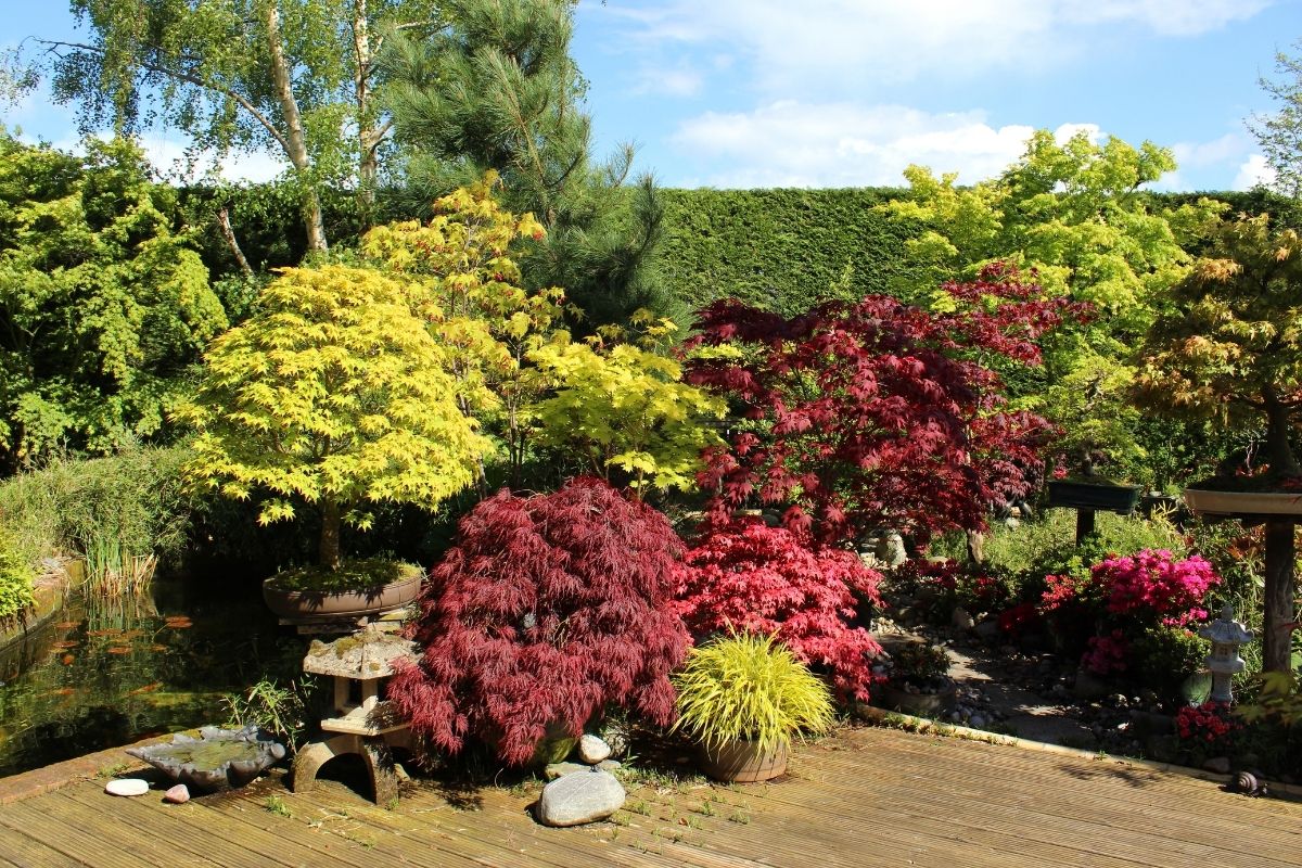 Japanese Maple Bonsai Trees