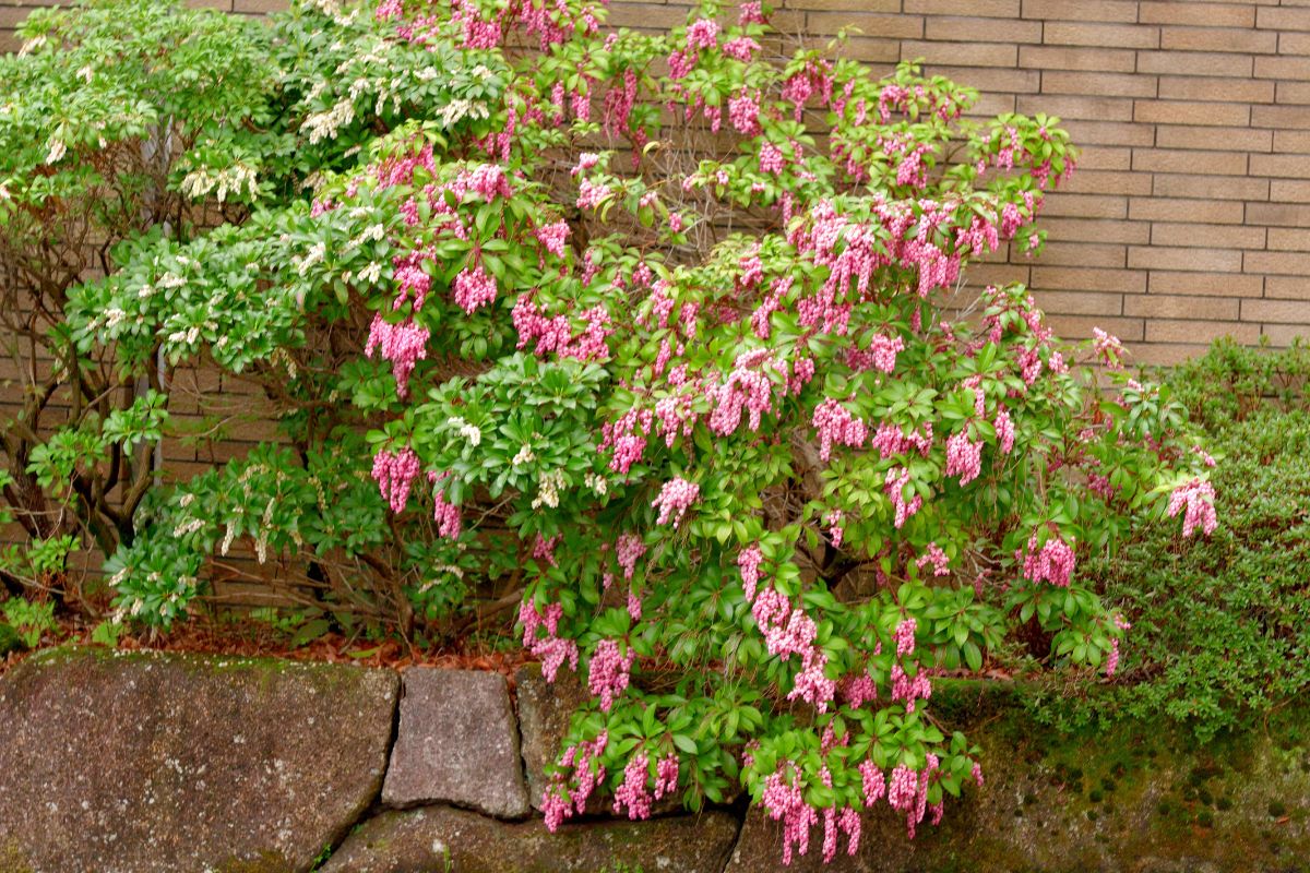 Japanese Pieris (Pieris japonica)