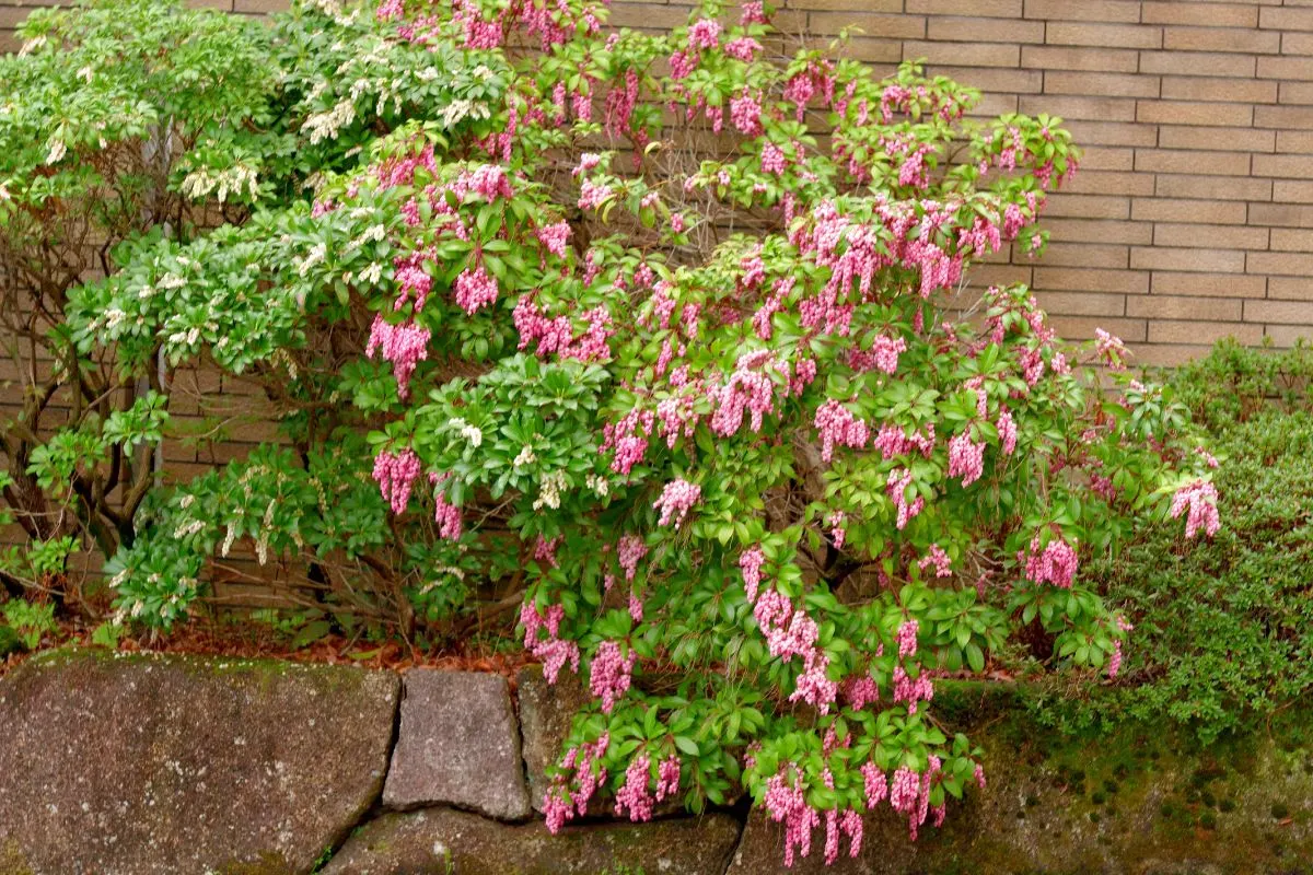 Japanese Pieris (Pieris japonica)