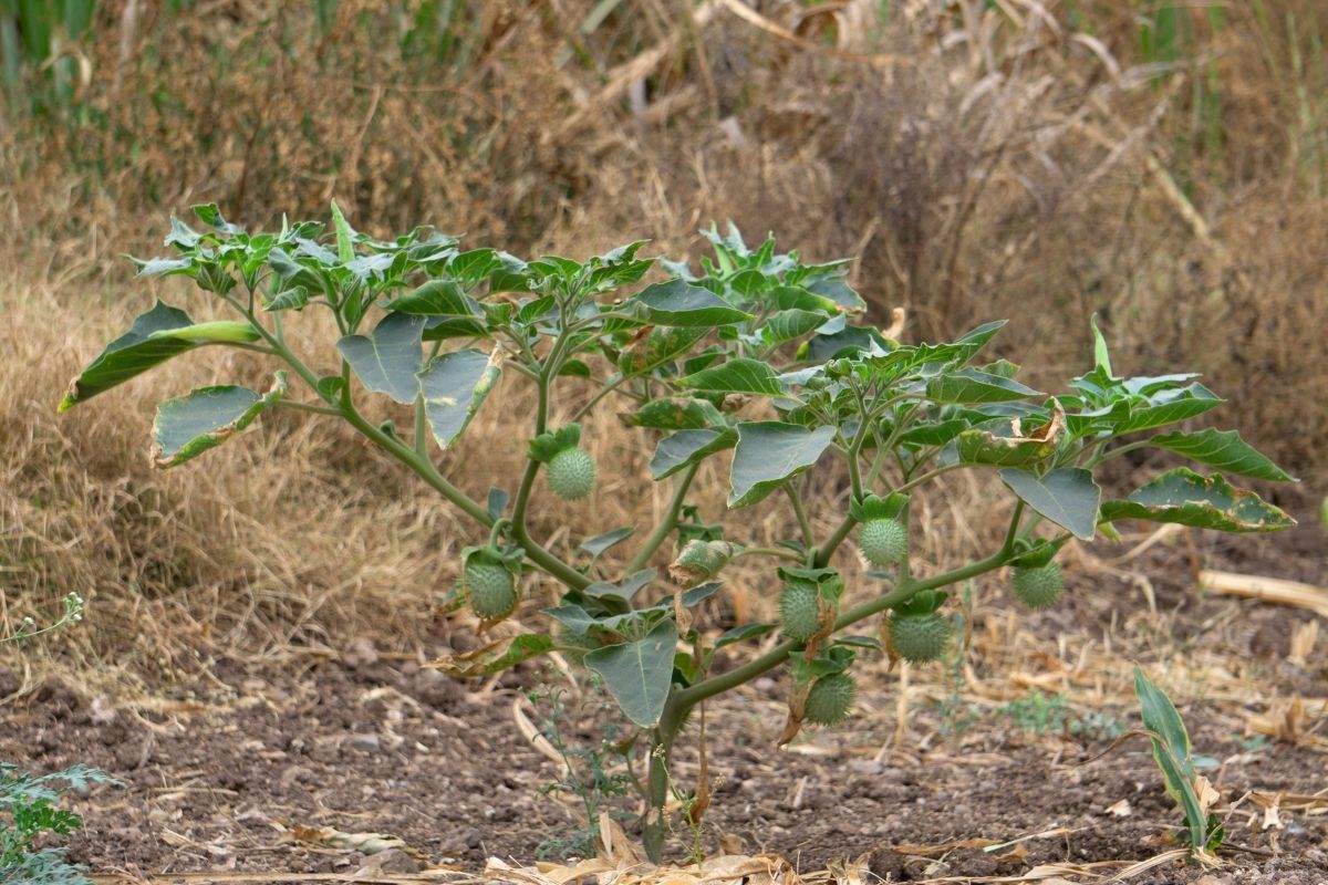 Jimsonweed (Datura stramonium)