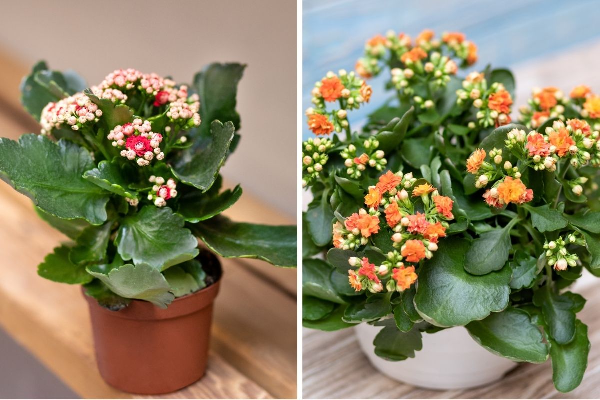 Kalanchoe (Kalanchoe blossfeldiana)