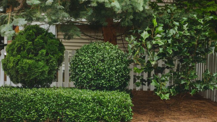 Keep Your Small Front Yard Vibrant with These 5 Hardy Evergreen Plants