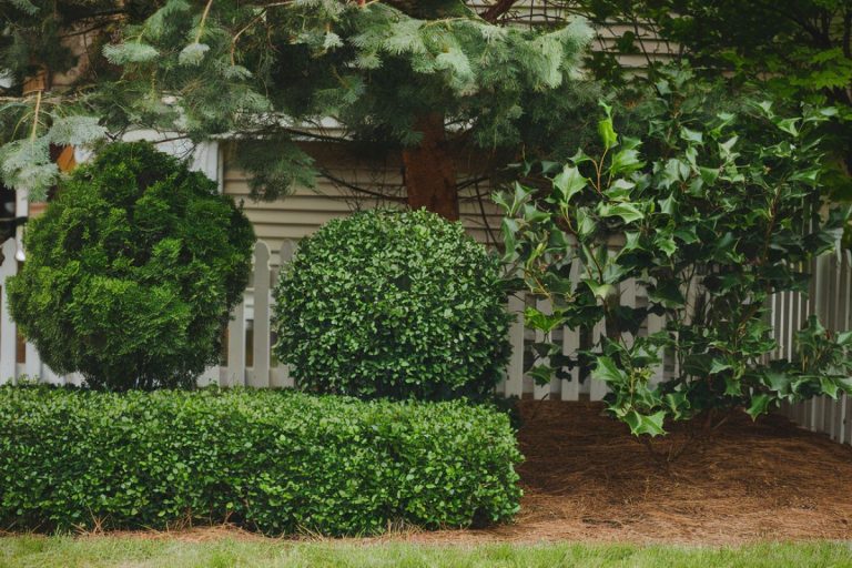 Keep Your Small Front Yard Vibrant with These 5 Hardy Evergreen Plants