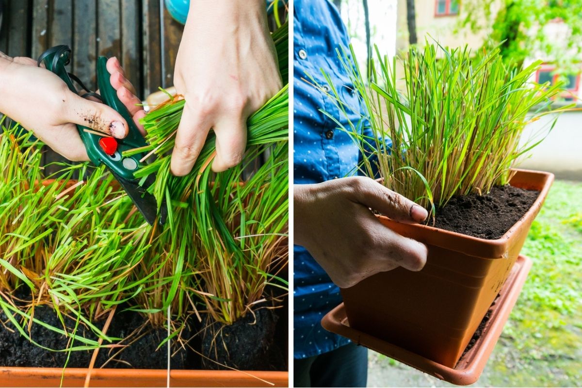 Lemongrass at home