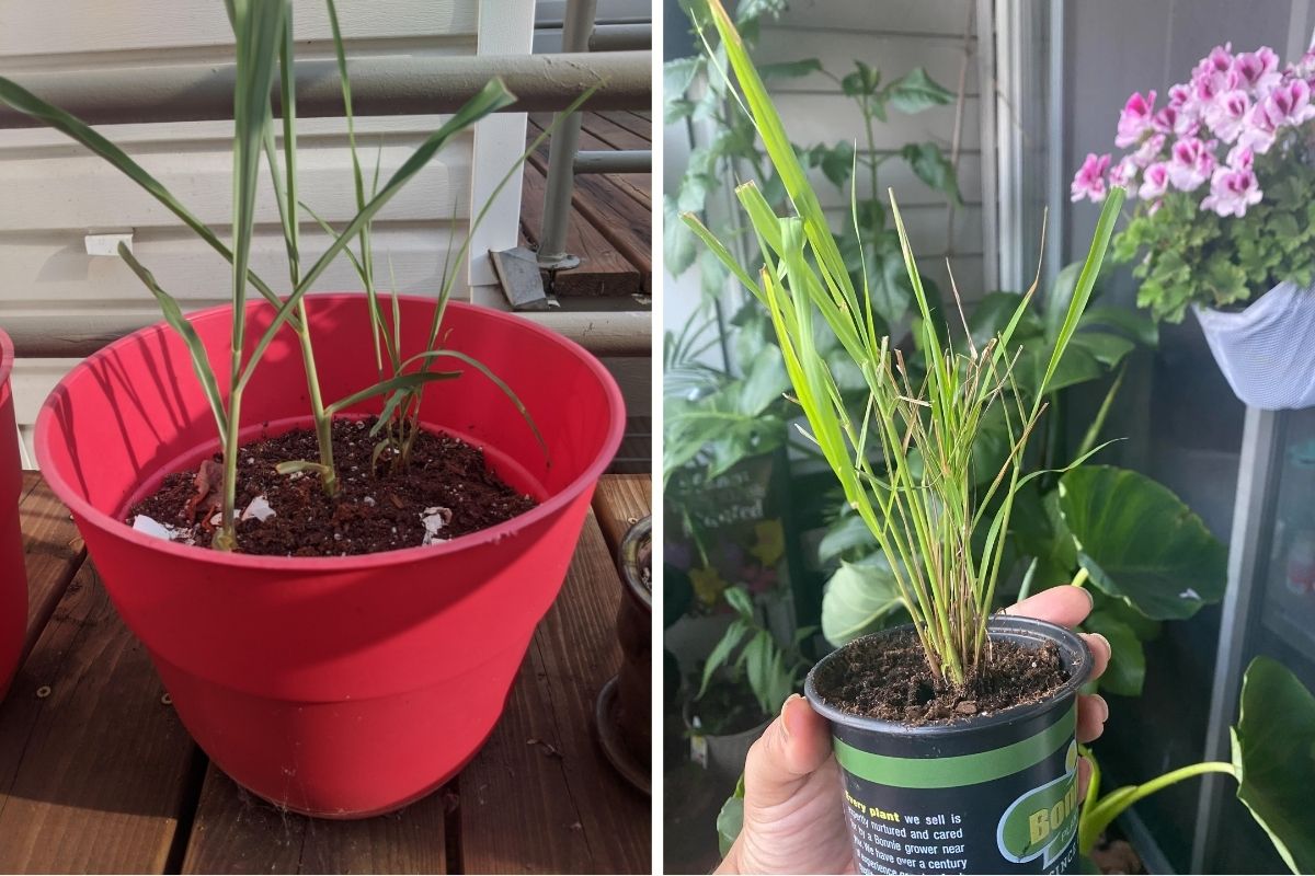 Lemongrass in pots