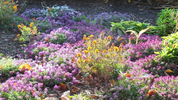 Let It Snow, Let It Bloom Celebrate Winter with These 14 Gorgeous Flowers for Your Garden in 2024