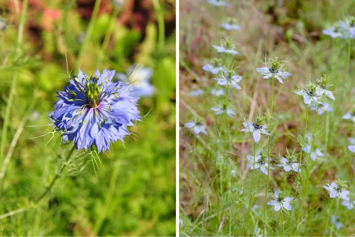 Love-in-a-Mist (Nigella damascena)