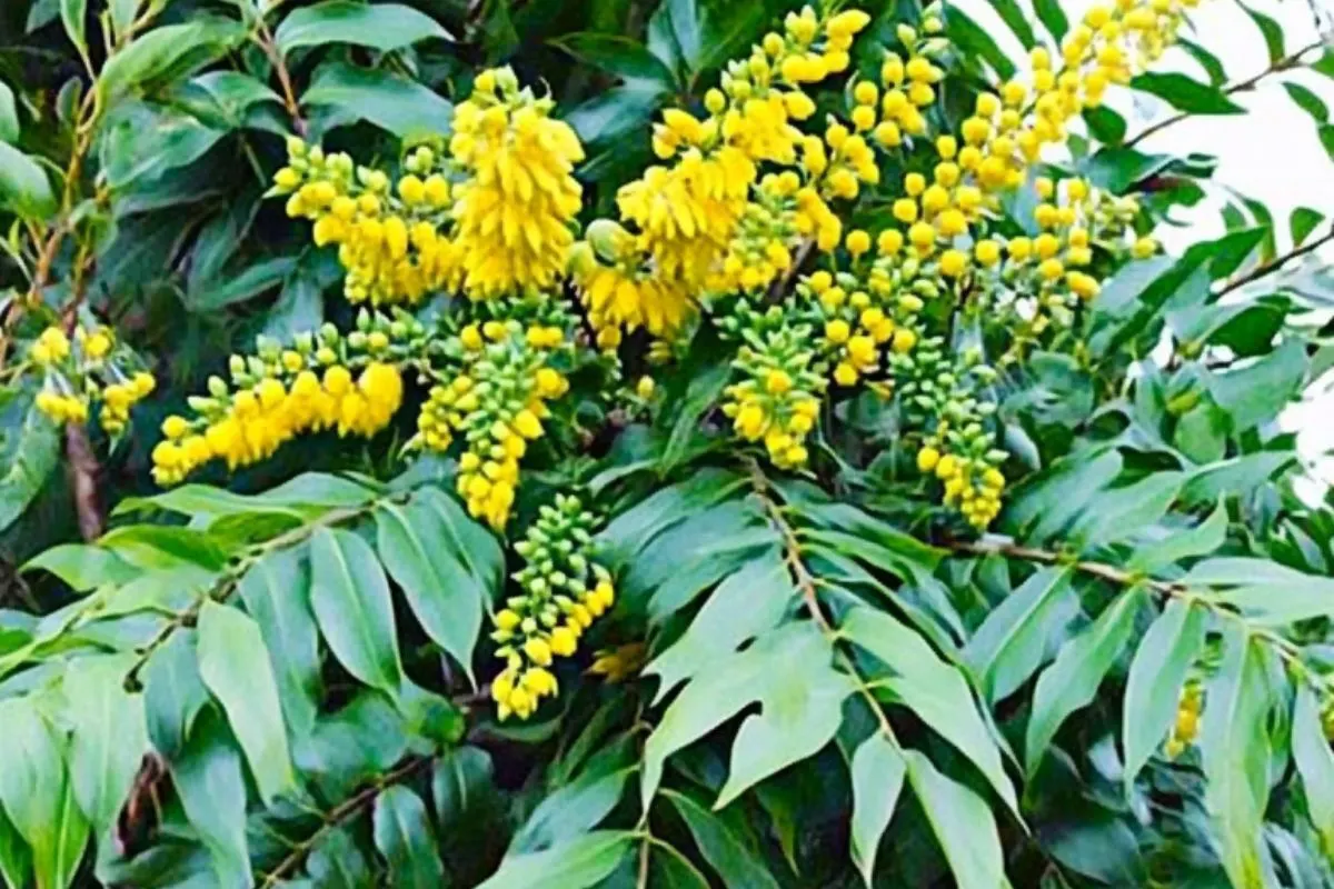 Mahonia