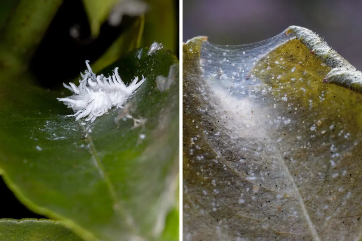 Mealybugs and spider mites