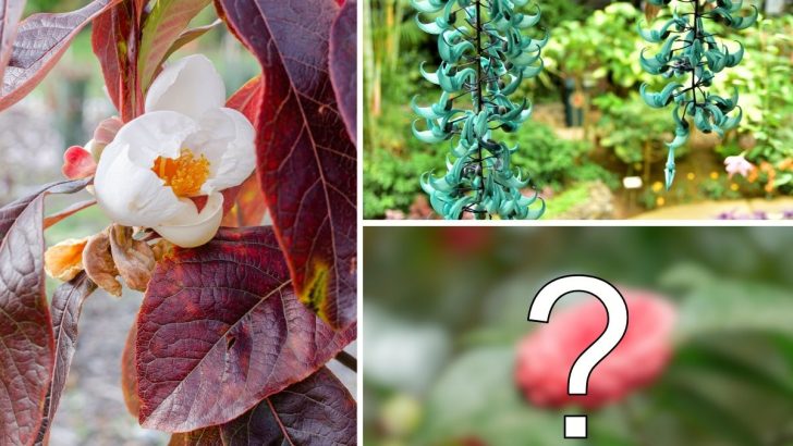 Meet the World’s 11 Most Elusive and Incredibly Rare Plants That Few Have Ever Seen