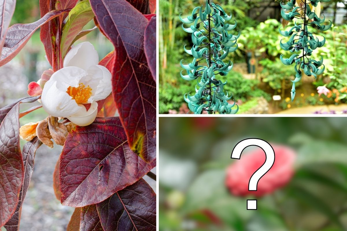 Meet the World’s 11 Most Elusive and Incredibly Rare Plants That Few Have Ever Seen