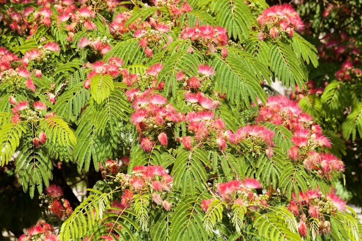 Mimosa (Albizia julibrissin)