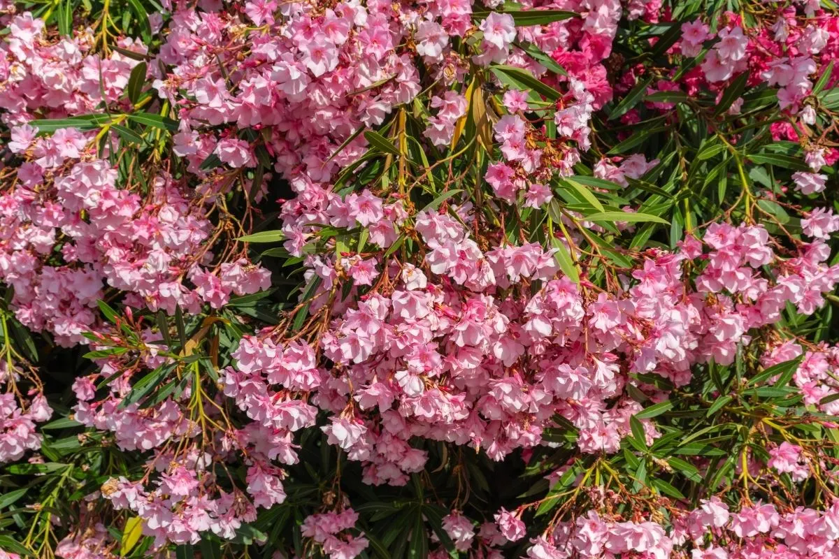 Mountain Laurel (Kalmia latifolia)