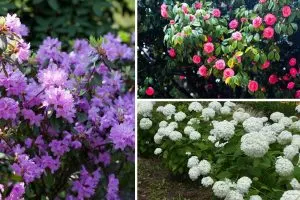 Must-Have Companions for Rhododendrons for a Stunning Garden