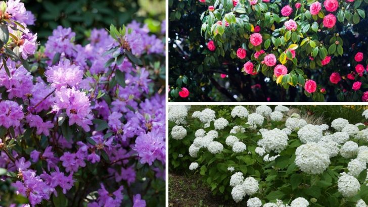 10 Must-Have Companions for Rhododendrons for a Stunning Garden