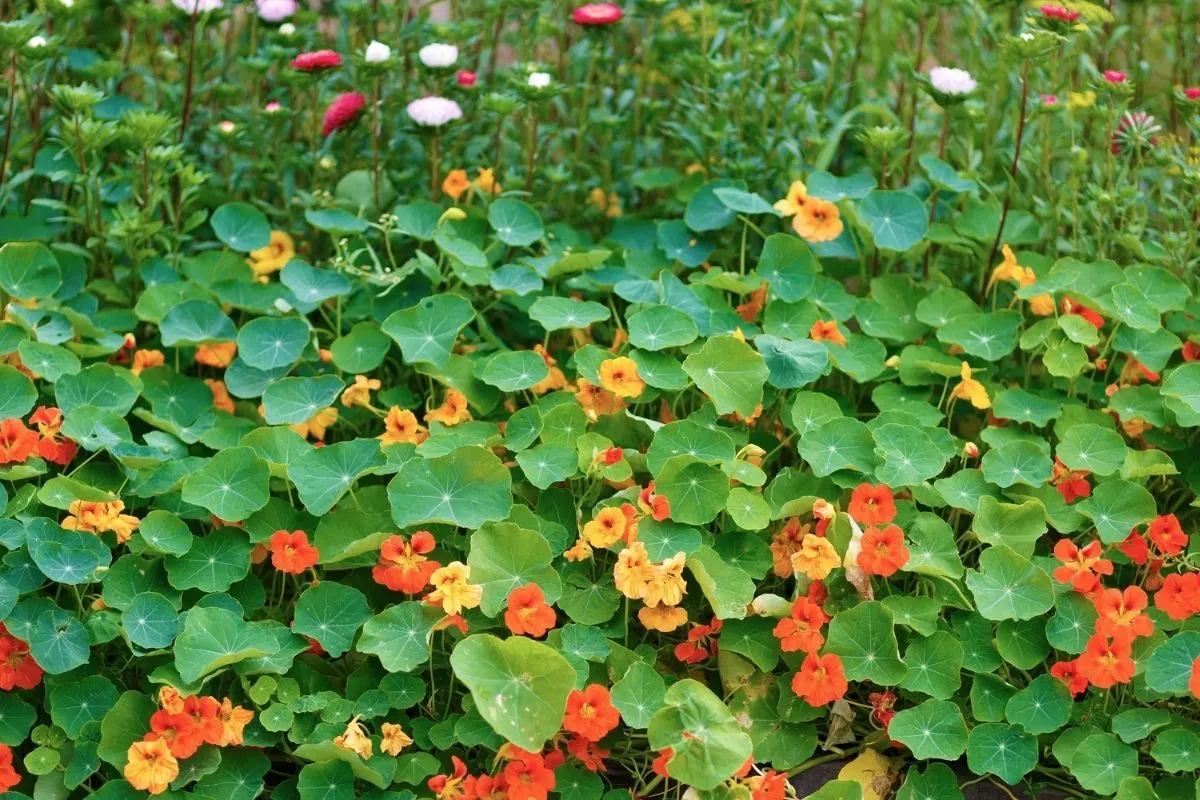 Nasturtiums