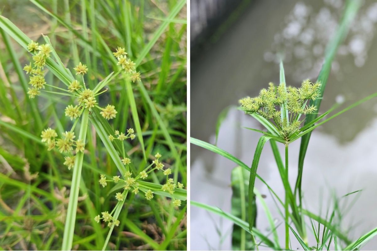 Nutsedge (Cyperus esculentus)