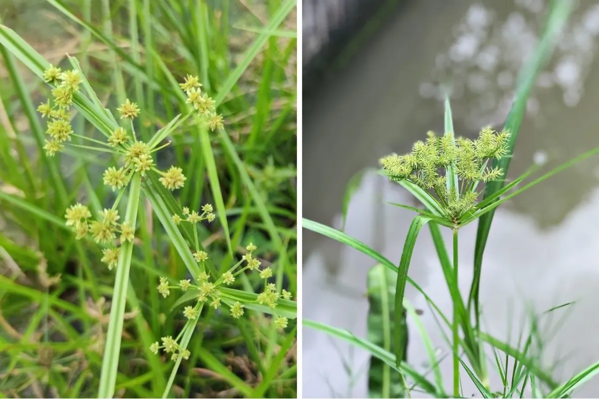 Nutsedge (Cyperus esculentus)