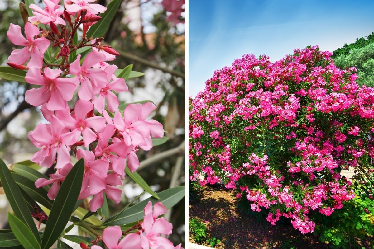 Oleander (Nerium oleander)