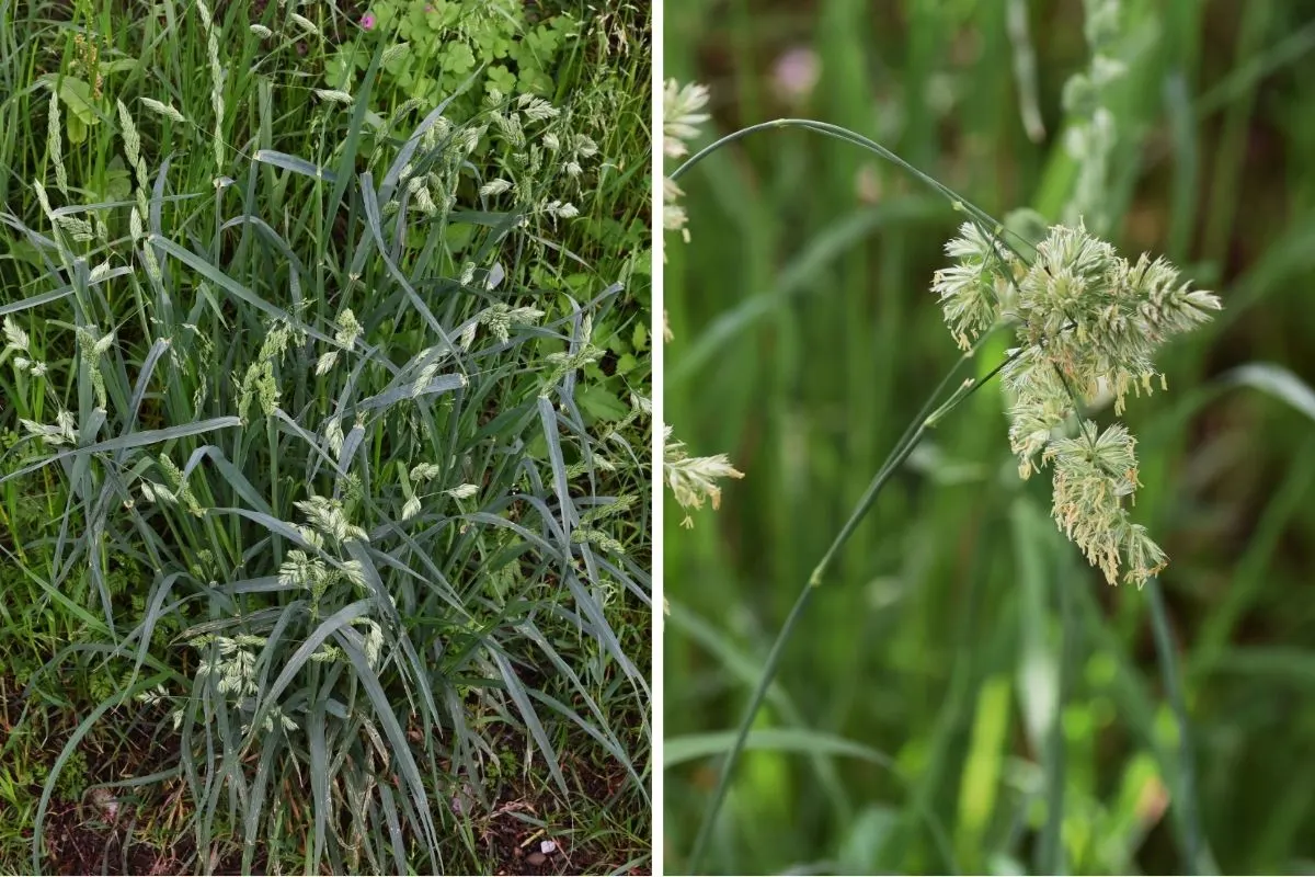 Orchardgrass