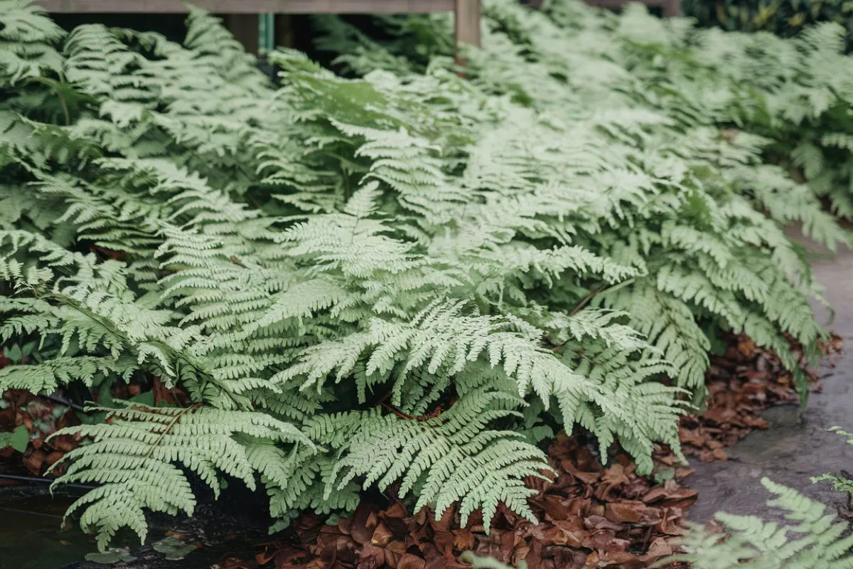 Ostrich Ferns (Matteuccia struthiopteris) widespread in your garden