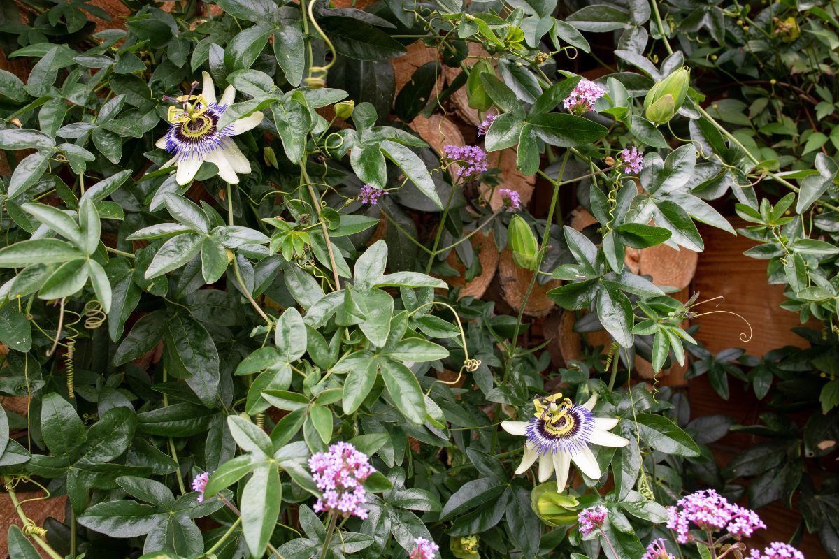 Passionflower climbing