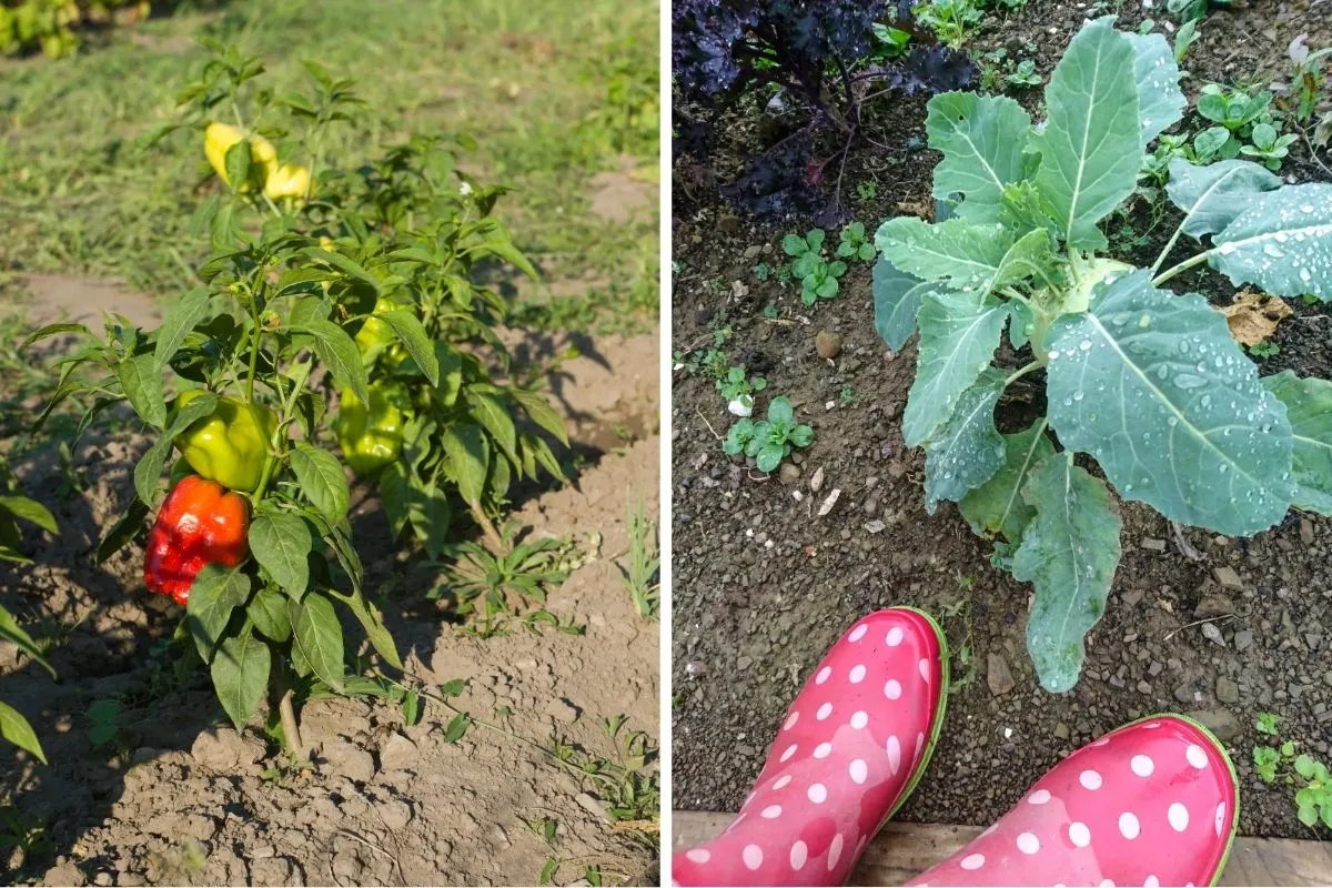 Peppers and Kohlrabi