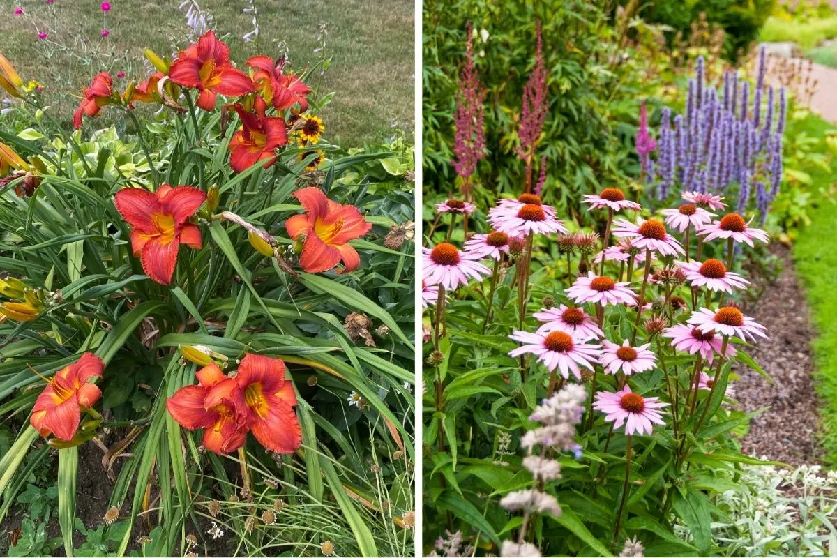 Perennials Bloom Twice as Long with Proper Deadheading