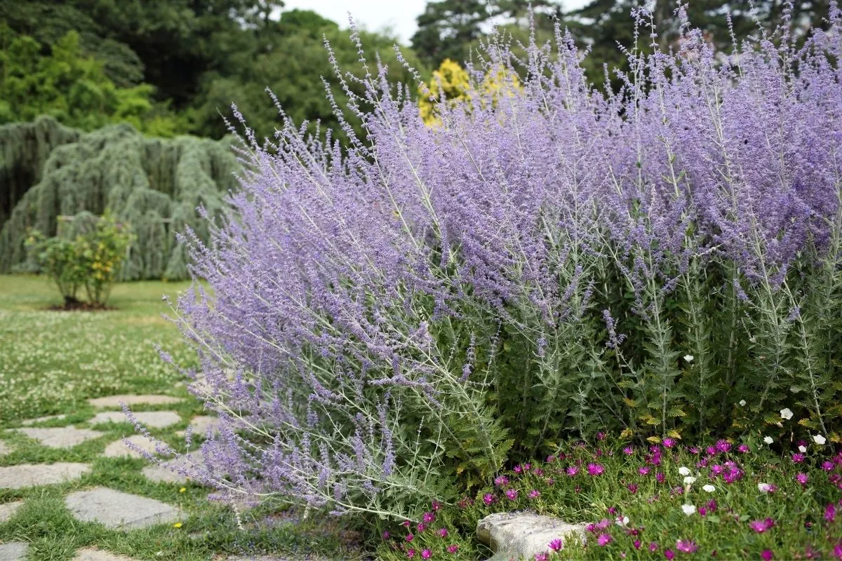 Perovskia (Russian Sage)