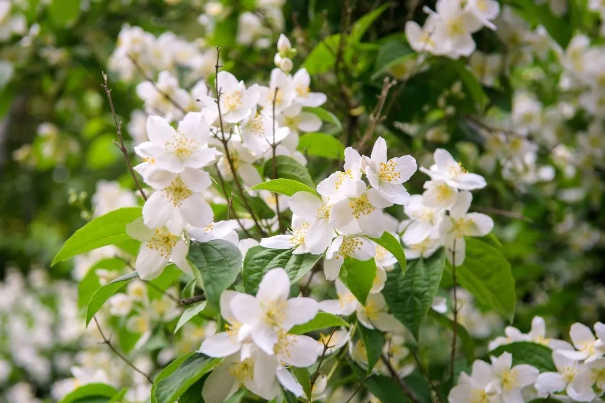 Pink Jasmine (Jasminum polyanthum)