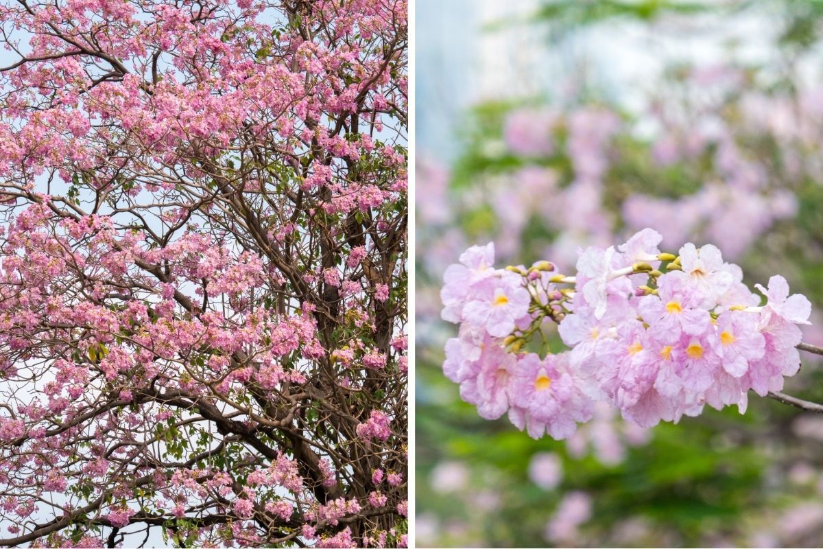 Pink Trumpet Tree (Tabebuia heterophylla)