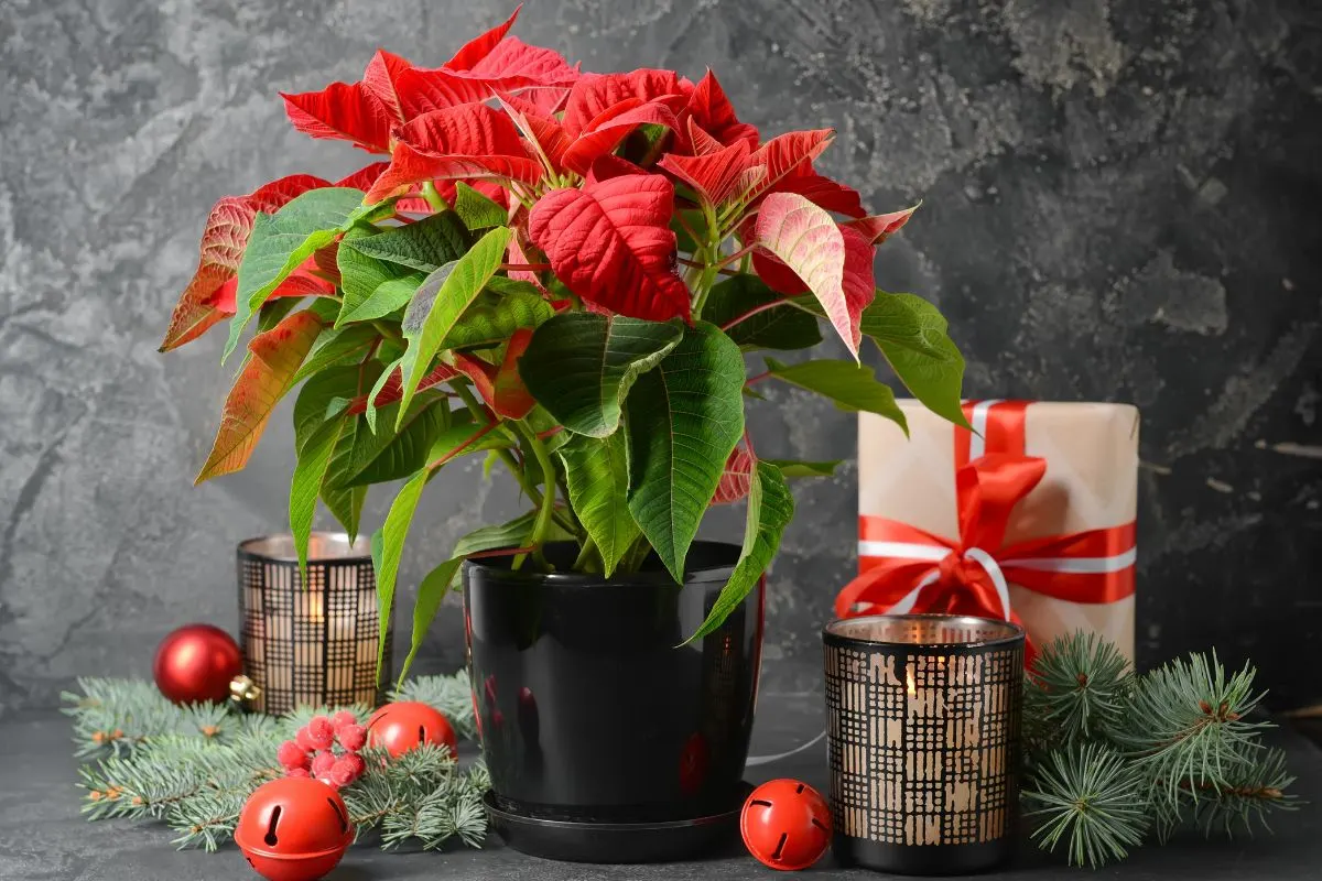 Poinsettia gift