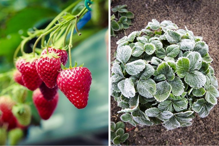 Protect Strawberry Plants From Winter Cold in Pots or in the Ground