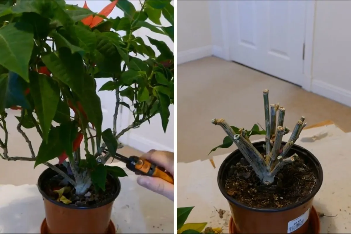 Pruning poinsettia