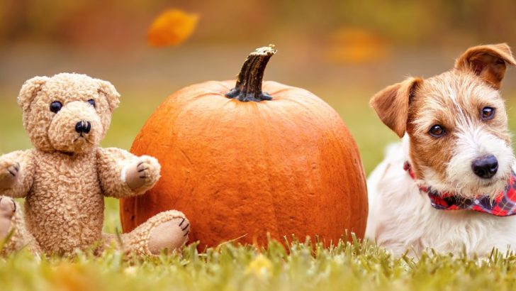 8 Pumpkin Facts That Are Just Too Interesting to Miss