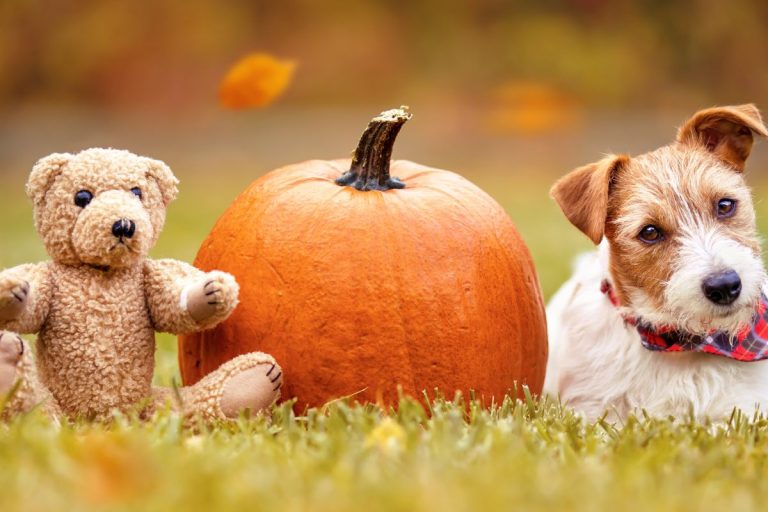 8 Pumpkin Facts That Are Just Too Interesting to Miss