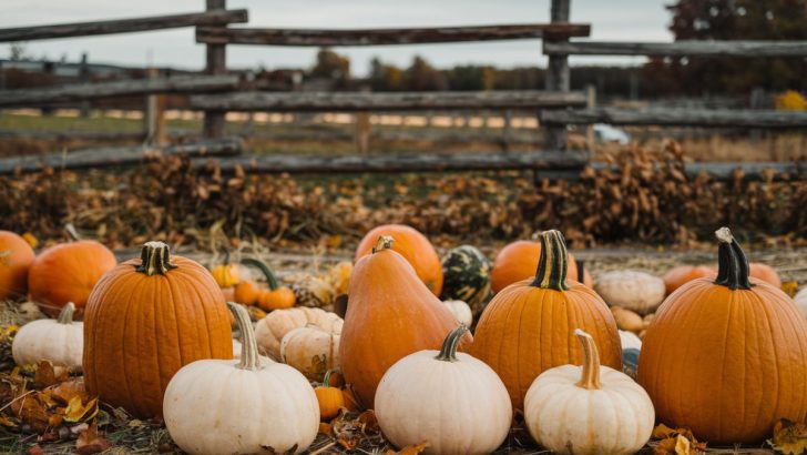 Pumpkins Aren’t Just for Pies – Discover Their 6 Amazing Health Benefits