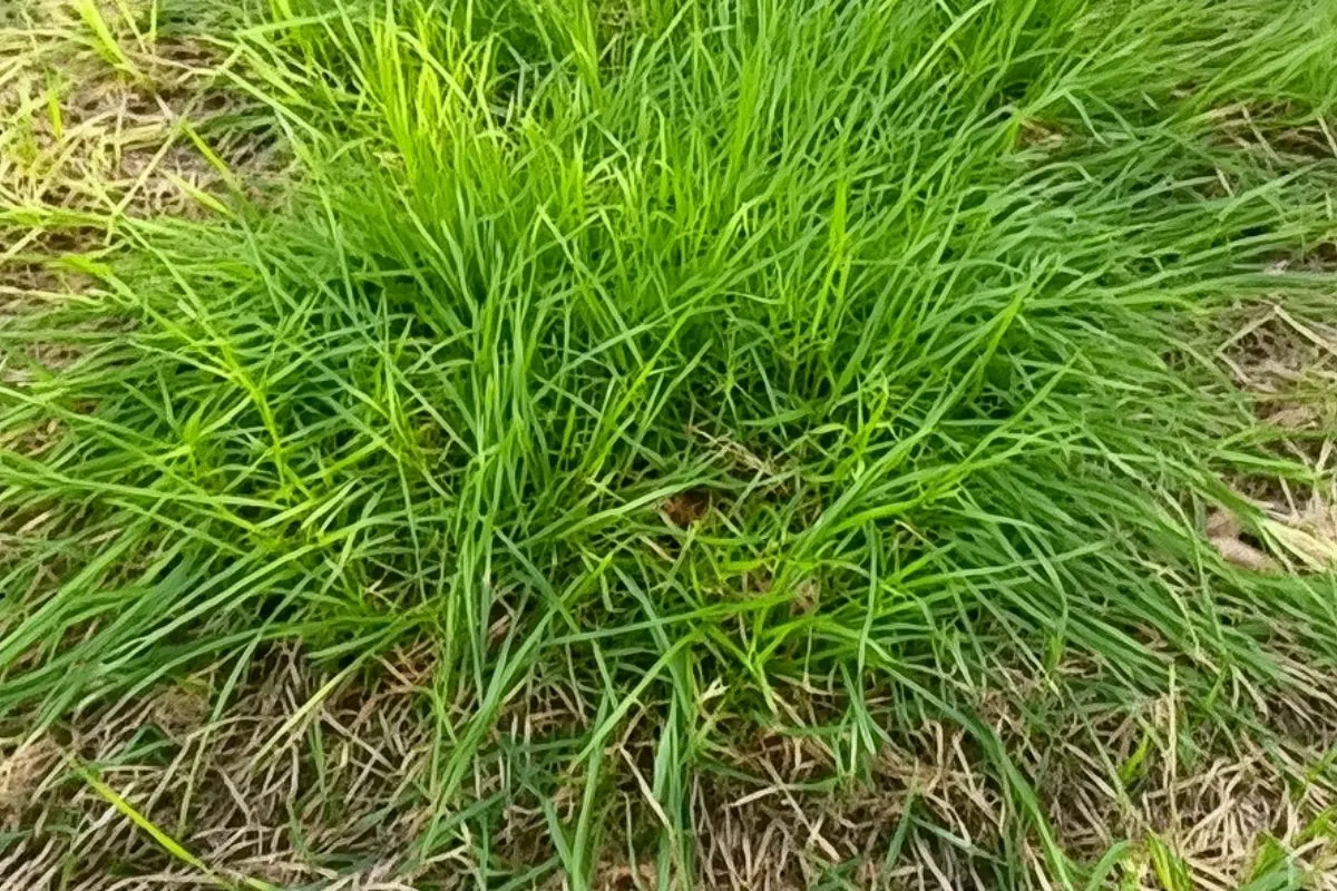 Quackgrass (Elymus repens)