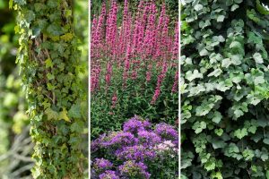 Reconsider Planting These 5 Invasive Plants in Your Yard