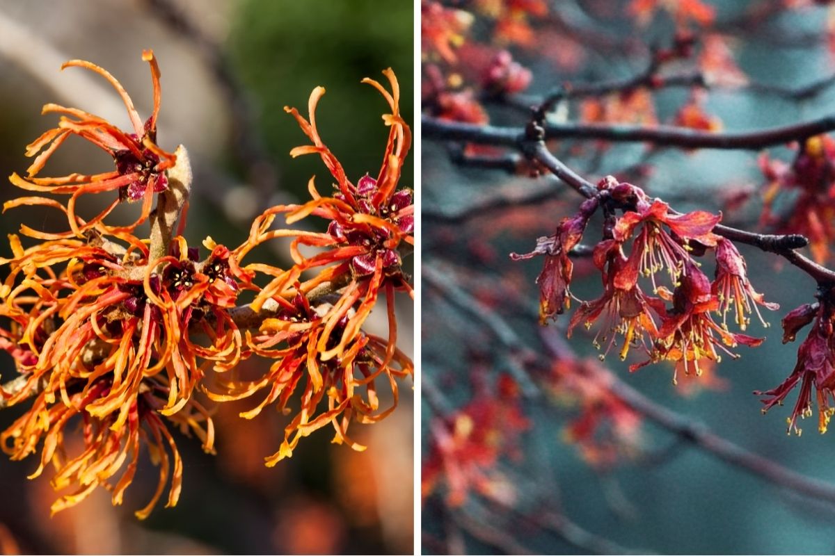 Red Witch Hazel