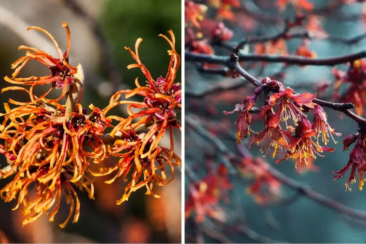 Red Witch Hazel