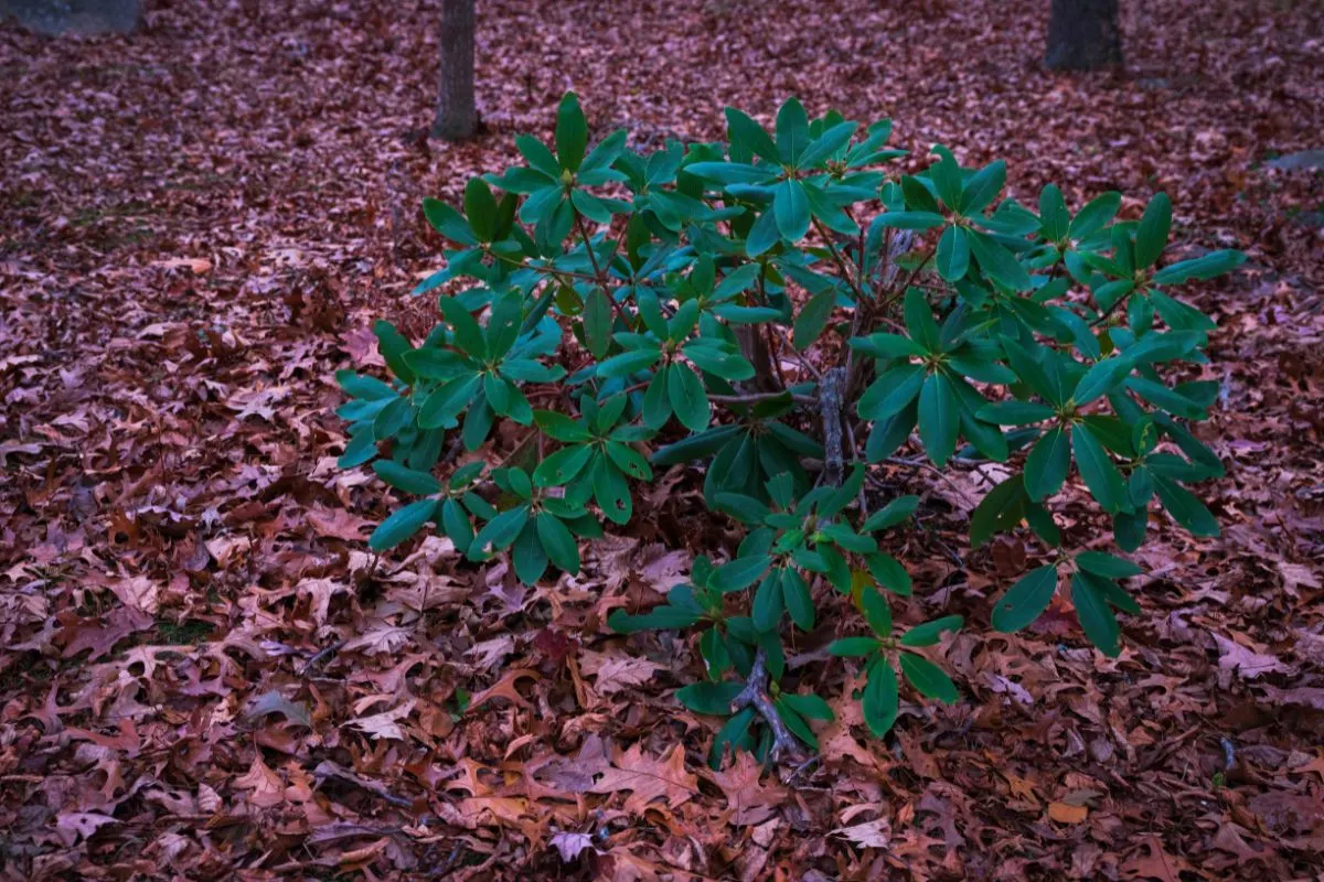 Rhododendron in late autumn forest