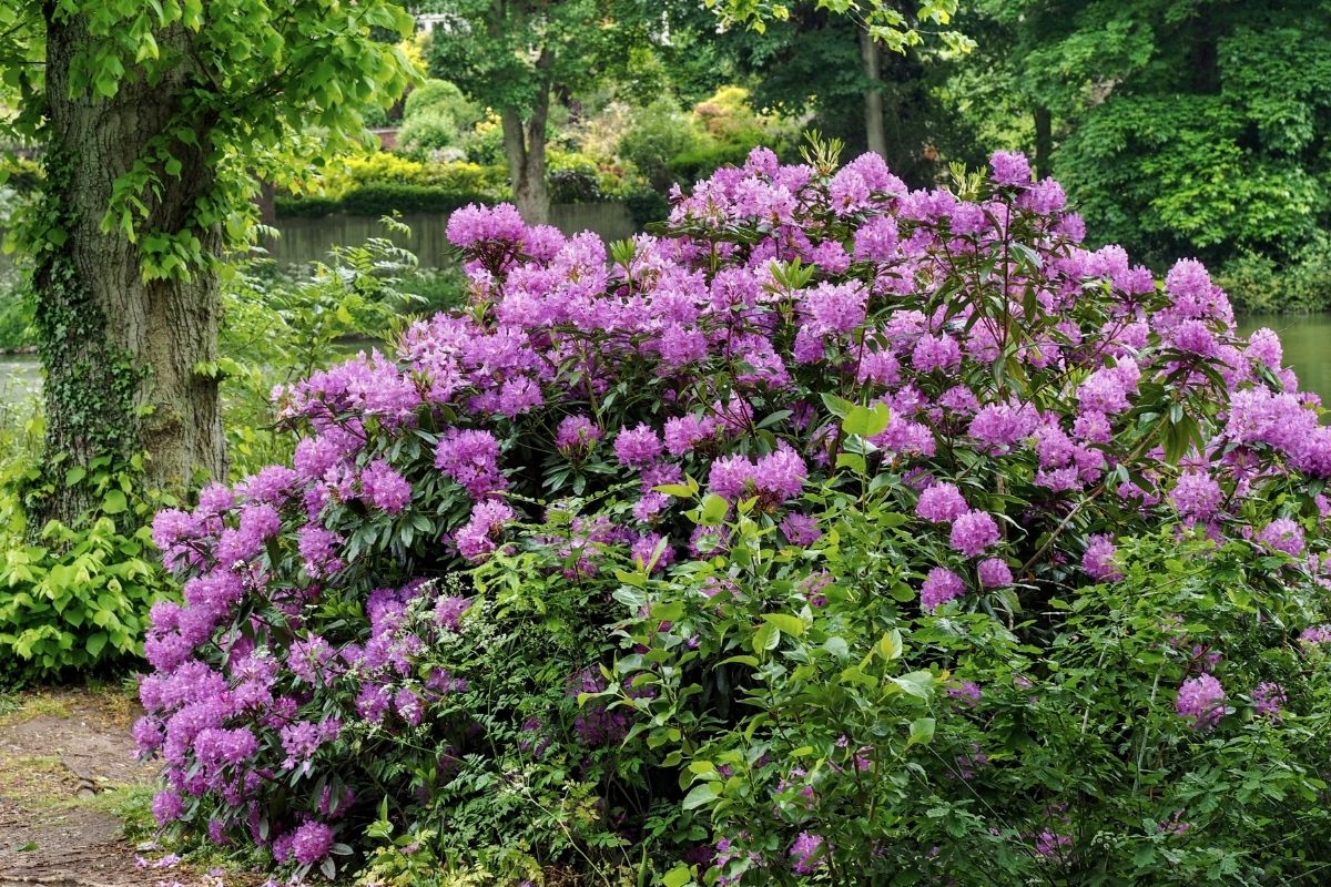 Rhododendrons