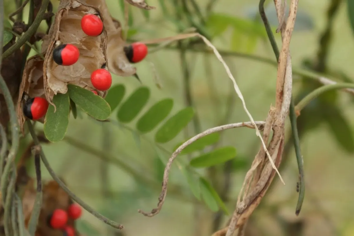 Rosary Pea (Abrus precatorius)