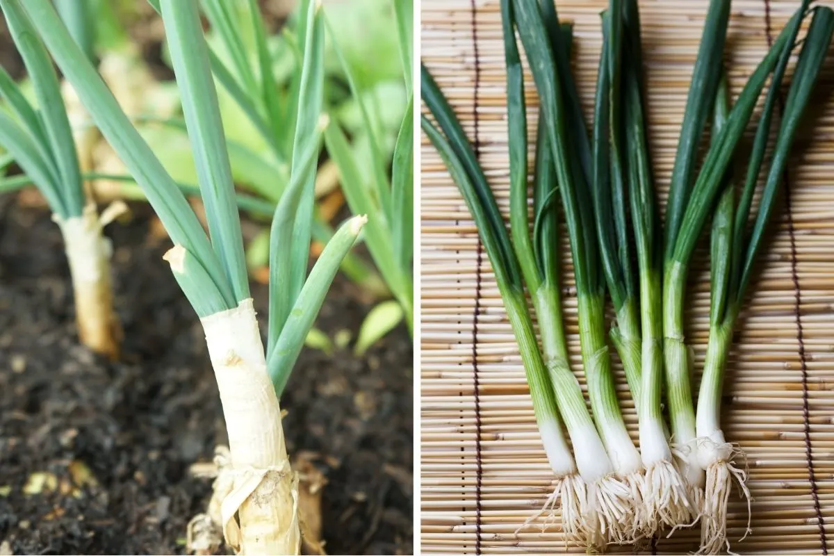 Scallions